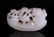 WHITE JADE TOGGLE CARVED BOY ON BOAT