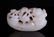 WHITE JADE TOGGLE CARVED BOY ON BOAT