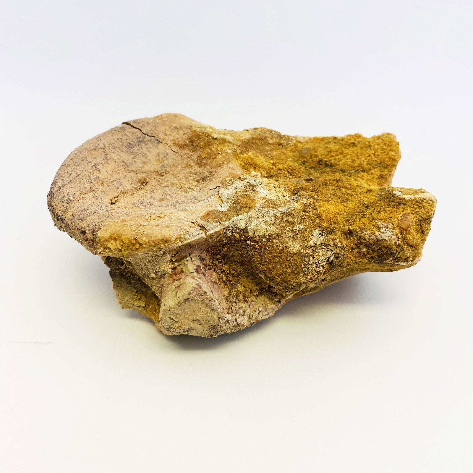Dinosaur Vertebra, Fossilized (1 of 7)