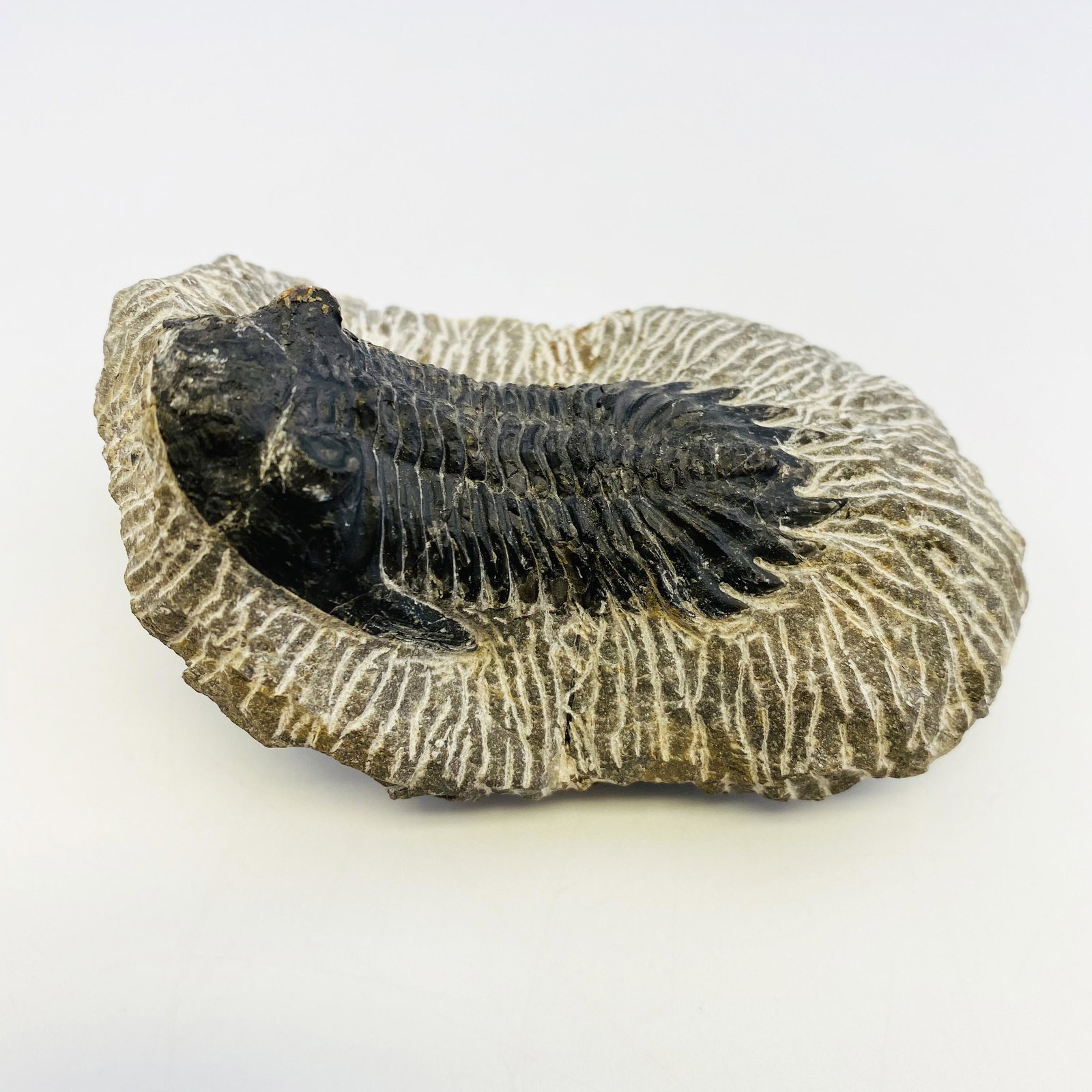 Black Ammonite Fossil (Hard to Find): Black Ammonite Fossil (Hard to Find) 9.5*6*4.5cm