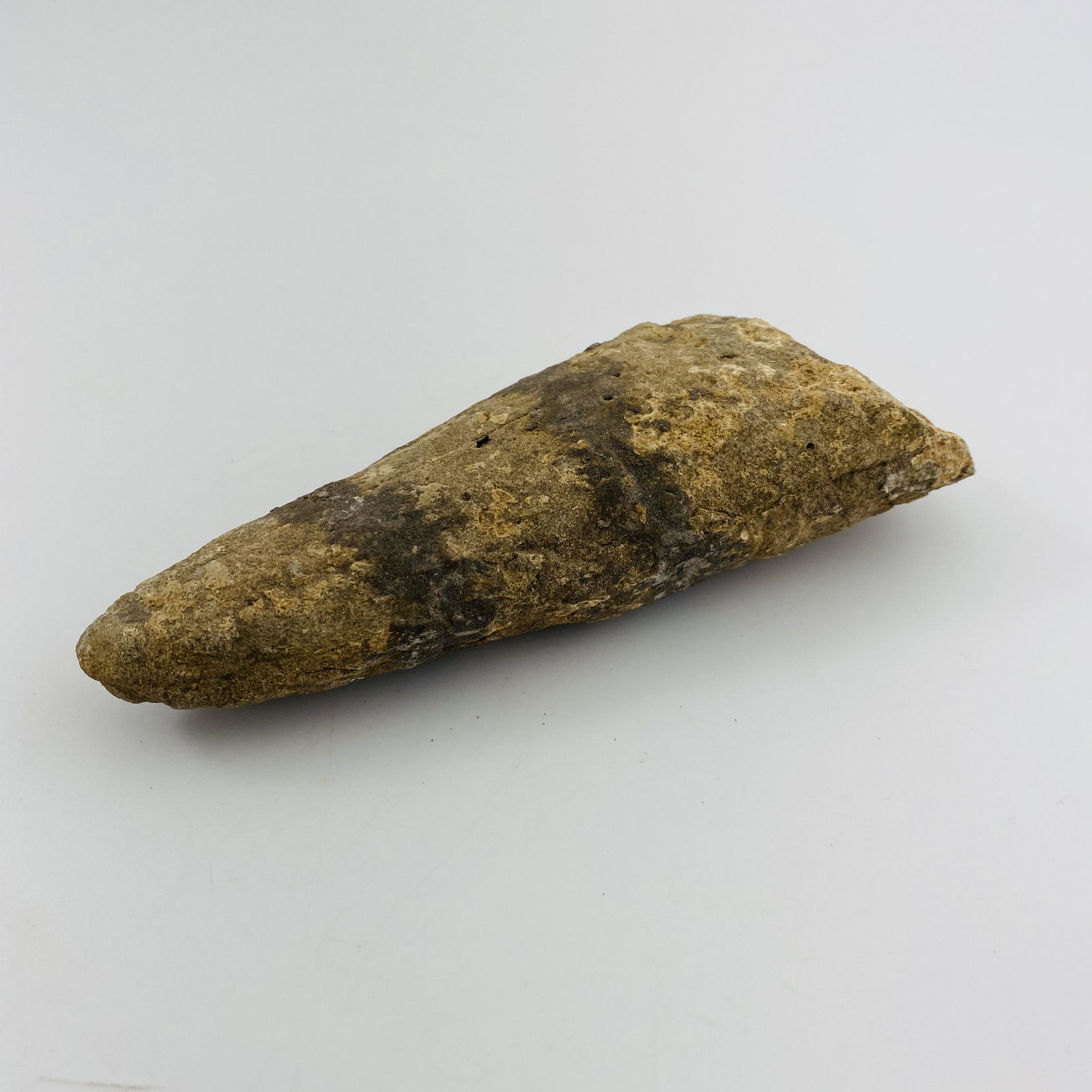 Tyrannosaurus Rex Tooth Fossil: Tyrannosaurus Rex Tooth Fossil132*45*28mm