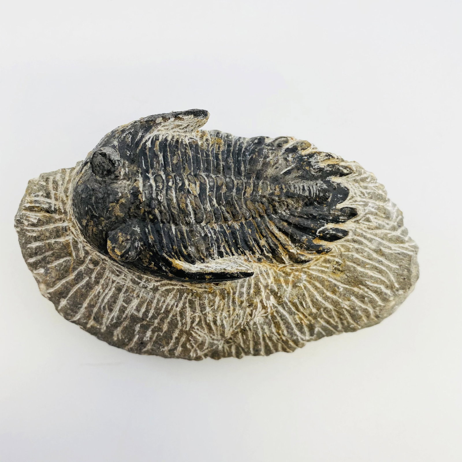Black Ammonite Fossil (Hard to Find): Black Ammonite Fossil (Hard to Find)10.5*6.5*4cm