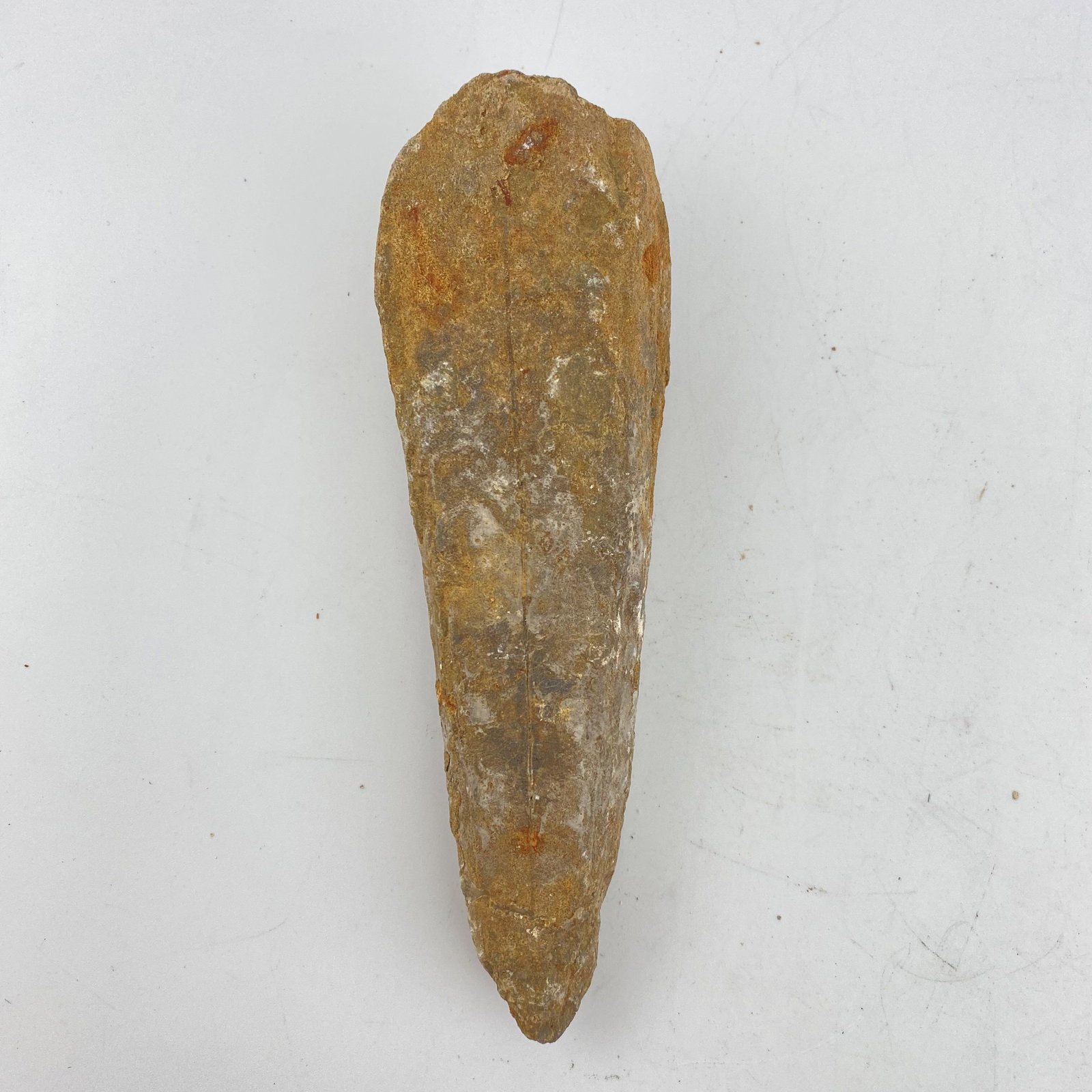 Tyrannosaurus Rex (T-Rex) Tooth: Tyrannosaurus Rex (T-Rex) Tooth. 16*5*3.2cm