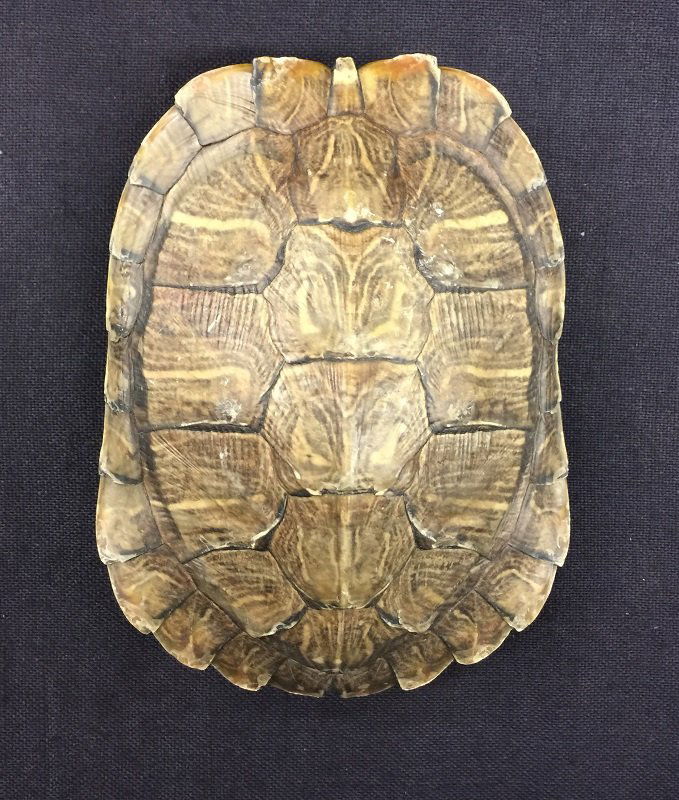 A Nicely Antique Natural Turtle Shell (1 of 4)