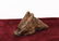 Tibet Himalayan tribes 1910/1920 Stone Pendant, Fu dog\ - 2