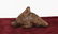 Tibet Himalayan tribes 1910/1920 Stone Pendant, Fu dog\ - 3