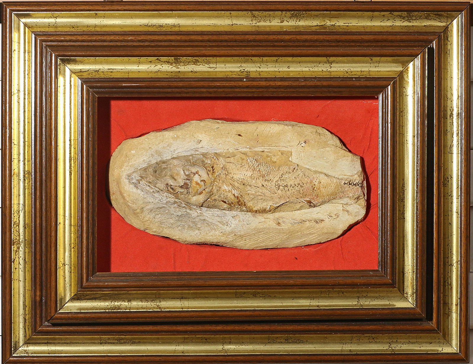 Impressive and rare Priscacara fish fossil Eocene Era (1 of 2)