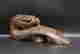 item-137184207=6