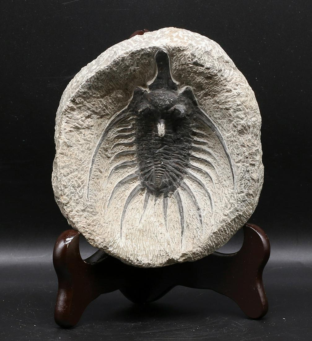Ancient Fossile Trilobite 400 Million year. 13x12x4 cm - 740 gr. (1 of 4)
