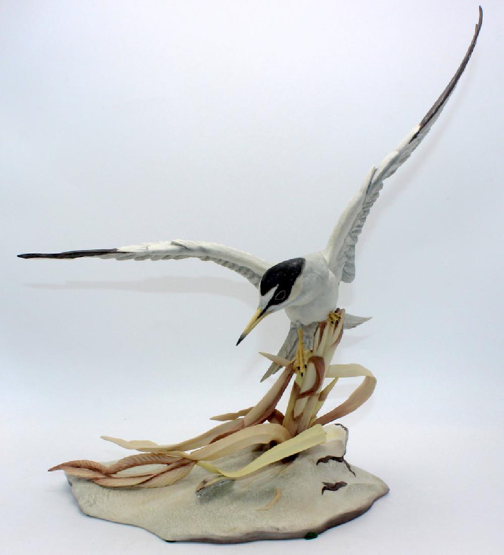 Boehm Least Tern (1 of 3)