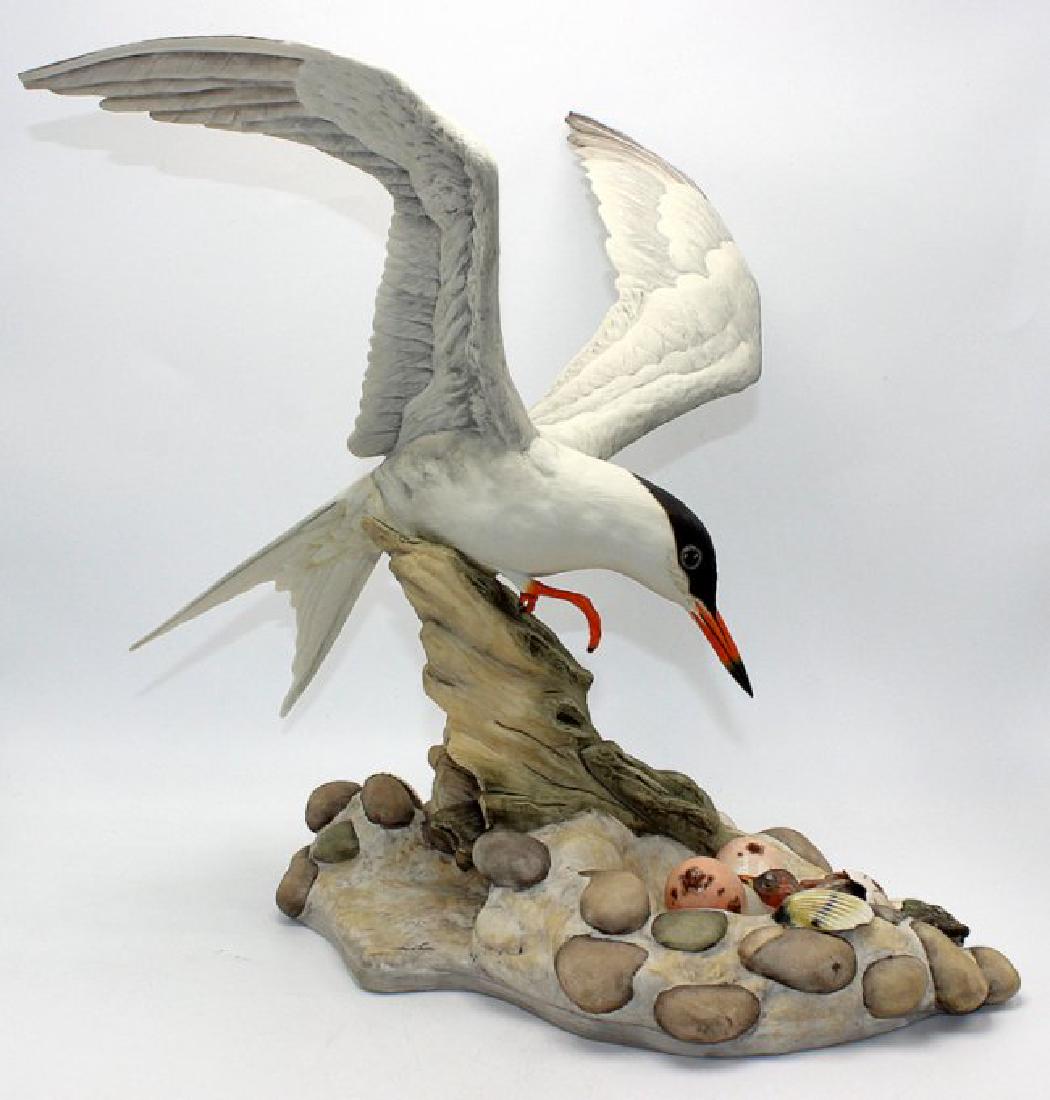 Boehm Least Tern (1 of 4)