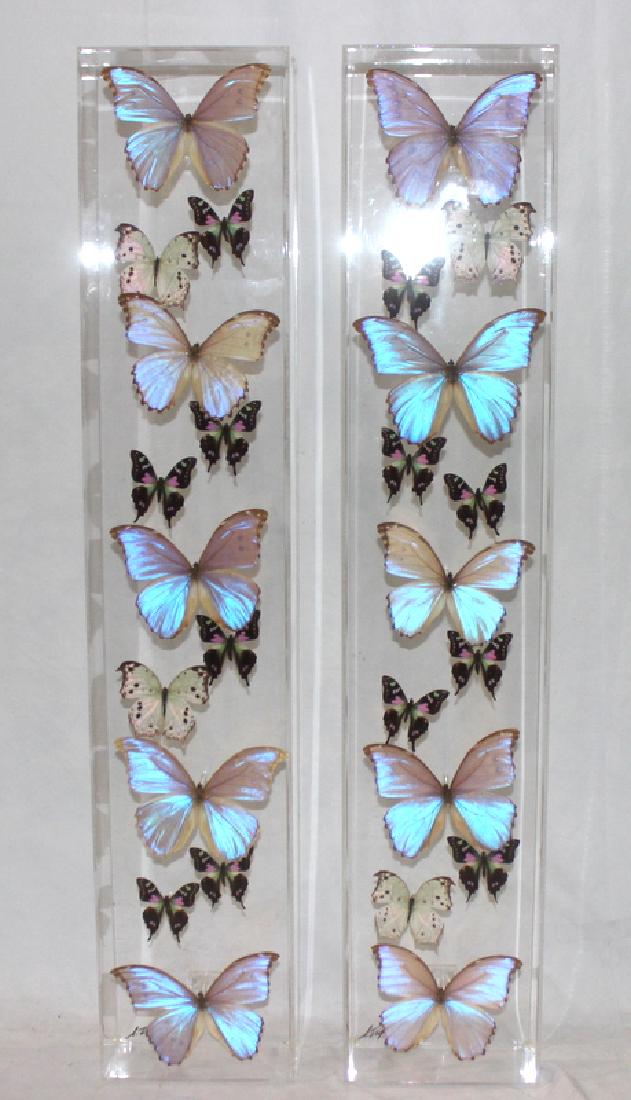 Pair of Butterfly Specimens Mounted In Lucite Shadow (1 of 1)