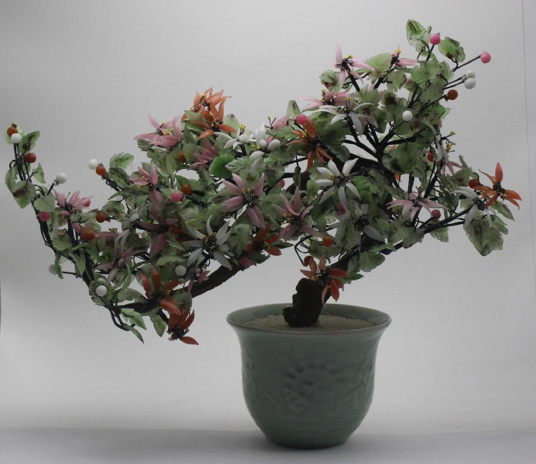 Chinese bonsai tree (1 of 2)