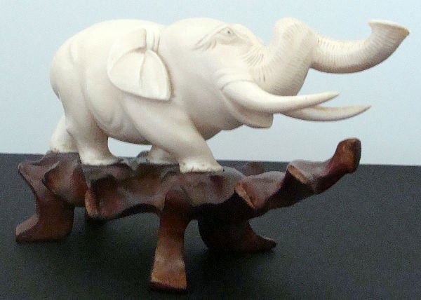 CARVED IVORY ELEPHANT ON TEAKWOOD BASE: Carved Ivory Elephant on Carved Fitted Teakwood Base. Has task Curved Up. 2 1/2" H. x 7 1/4" L x 2 1/2" W. Measurements are without base the base measures 2 1/4" H x 7 1/4" W. SHIPPING & REQUIRED INSU