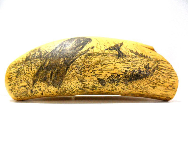 Scrimshaw Whale's Tooth: Scrimshaw whale's tooth with images of a whaling expedition. The scene depicts two small boats with whalers, a large ship, and two whales in the ocean An inscription on the bottom reads, "Sperm Whale 