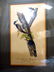 247: J.J. Audubon Royal Octavo Edit. Lithographs (Pair) - 2