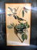 247: J.J. Audubon Royal Octavo Edit. Lithographs (Pair) - 3