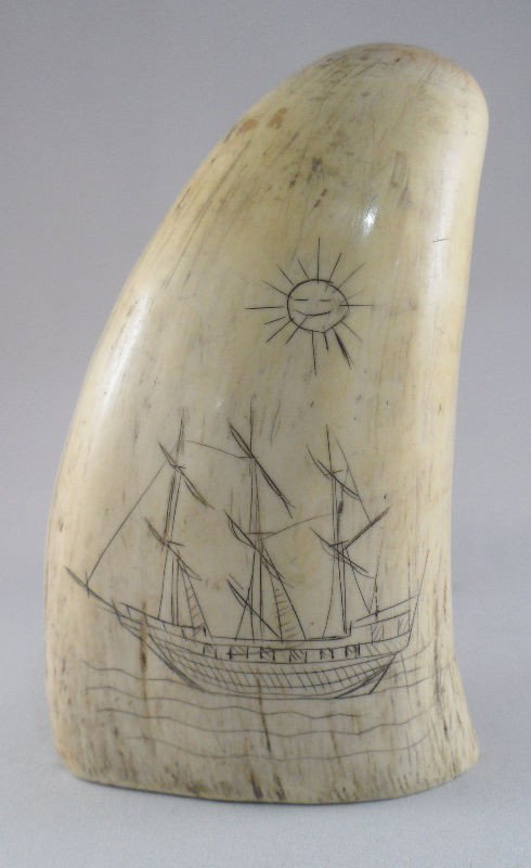 Scrimshaw Tooth with Engravings, Signed: Scrimshaw tooth with engravings. One side of the tooth is engraved with a ship and the other with a fish and a compass rose pointing north. Signed Tim Wells. Measures 5"L. For Domestic and internation