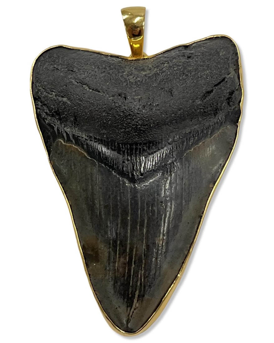 Charles Albert Fossil Shark Tooth Megalodon Gold Plated Pendant: Charles Albert Fossil Shark Tooth Megalodon Gold Plated Pendant measures 3 1/2" x 2 3/4"