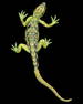 Jay Strongwater Lizard Figure Enameled Bronze Lizard, Embellished with Swarovski Crystals