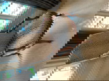 Queen Anne Style Fauteuil Upholstered in Animal Print