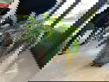 Vintage Chinese Enamel Planter Pot