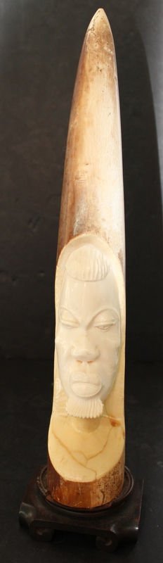 African Carved Ivory Tusk: African Carved Ivory Tusk. Measures - 17 1/2" high. Tusk depicting a face. INTERNATIONAL CLIENTS ARE INELIGIBLE TO BID ON THIS ITEM. THIS ITEM IS FOR SALE ONLY WITHIN THE UNITED STATES, EXCEPT NOT TO 