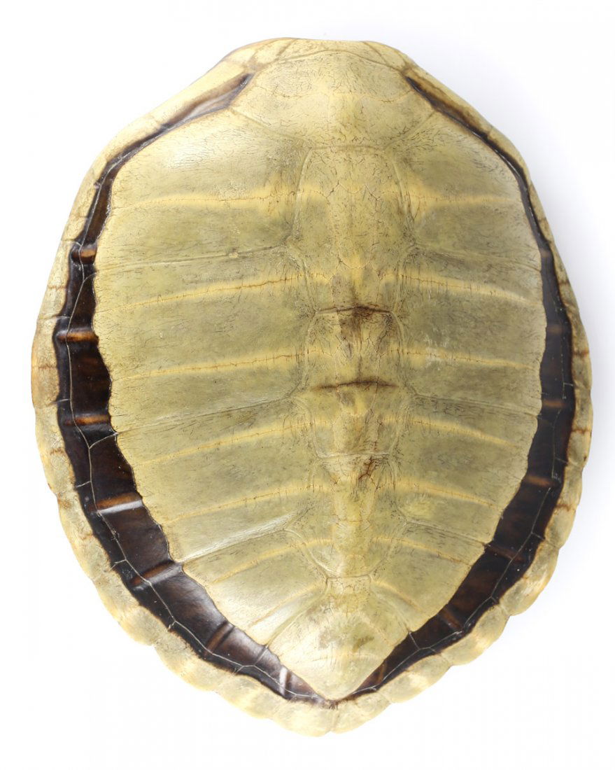 A Small Light Green Turtle Carapce Shell (1 of 4)