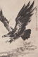 Attributed to Chen Yanning | Eagle