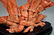 Chinese Coral Carved Group Figure on Wood Base - 8