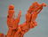 Chinese Coral Carved Group Figure on Wood Base - 2