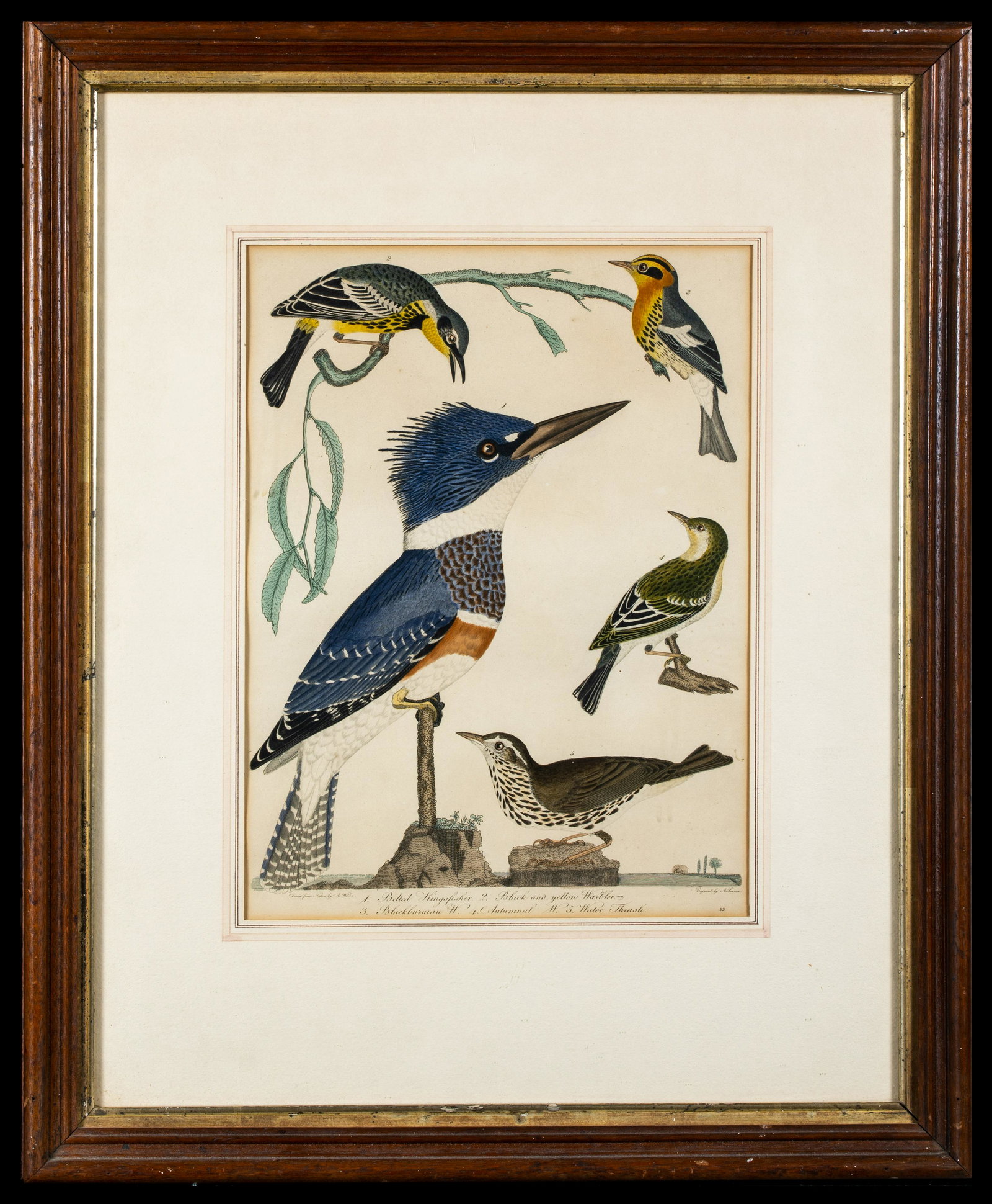 Alexander Wilson, Scotland, US (1773-1813): Alexander Wilson, Scotland, US (1773-1813), Hand colored print of four American birds including the kingfisher, C1810, Wilson was America's first ornithologist, 13" x 9 3/4" sight, matted and framed u
