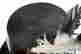 item-102050320=2