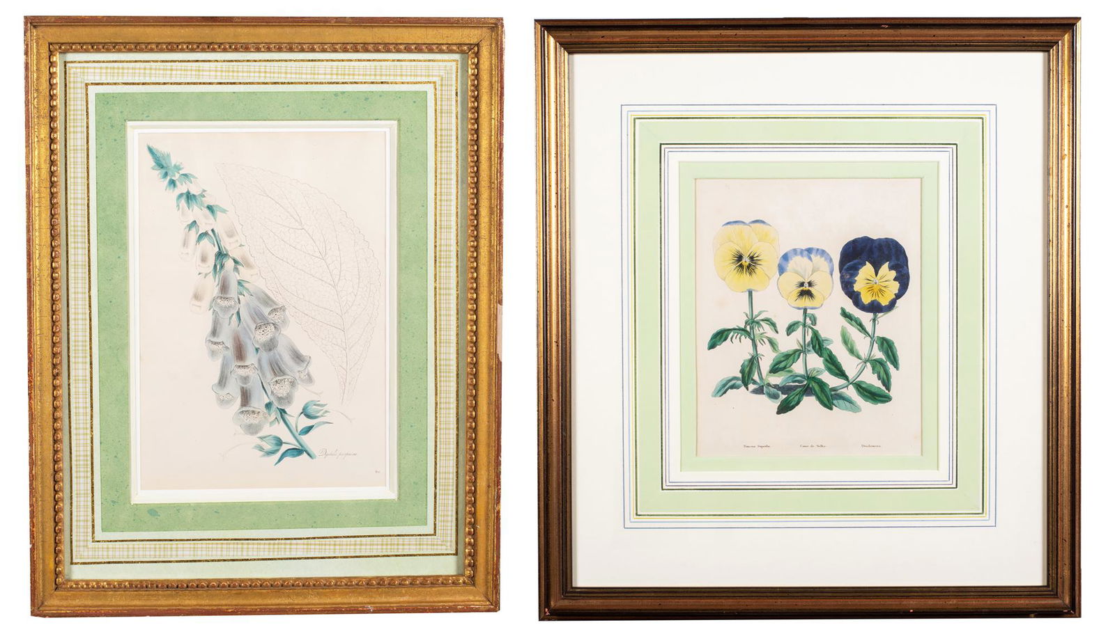 Two Botanical Prints (1 of 4)