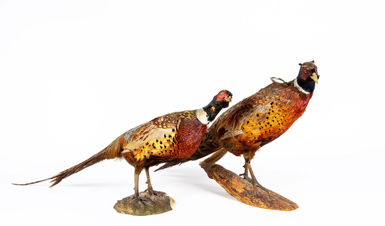 Two Pheasant Taxidermy (1 of 7)