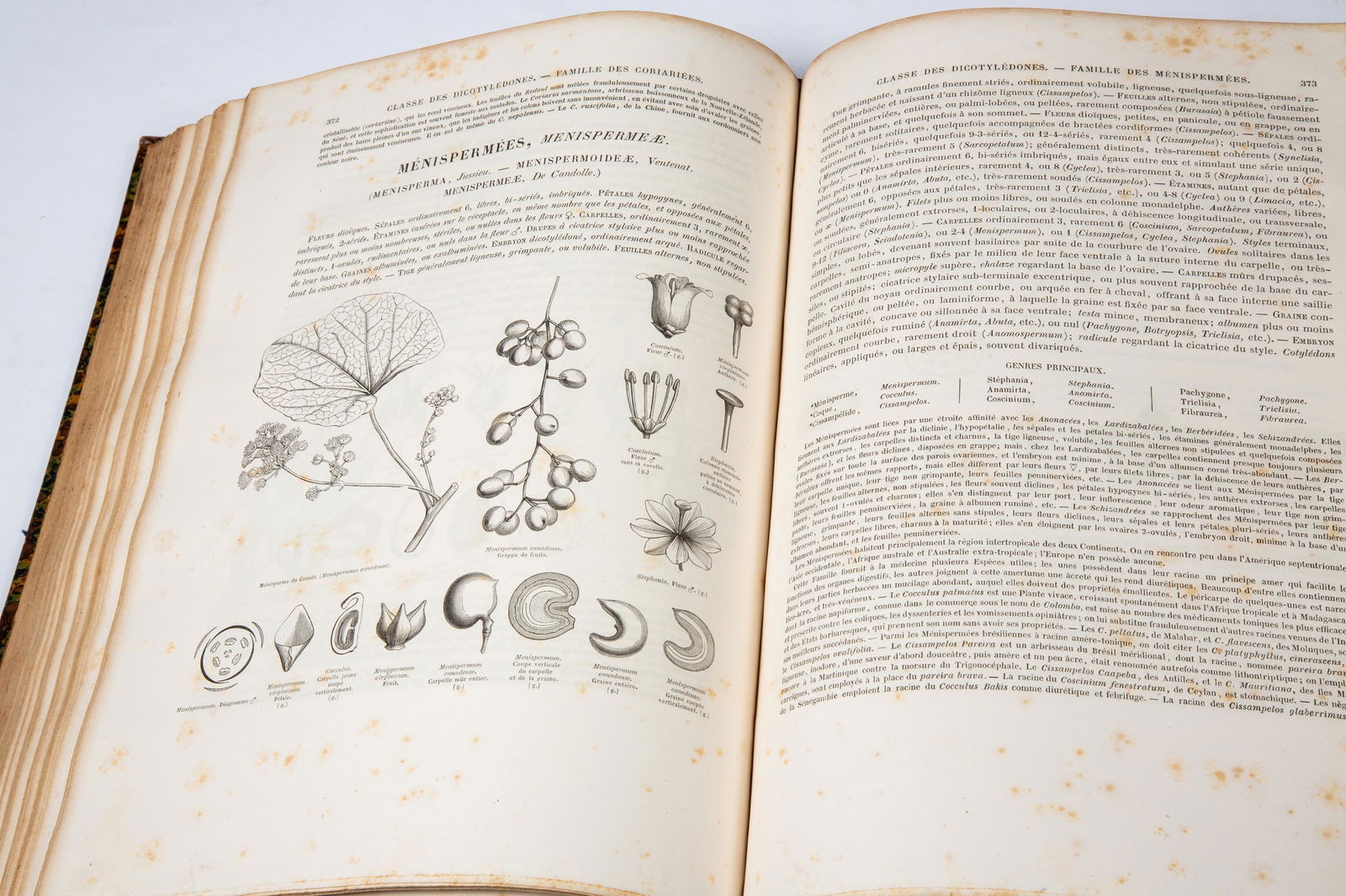 Miscellaneous Nonfiction: Maout & Decaisne, "TraitÃ© gÃ©nÃ©ral de botanique descriptive et: Miscellaneous Nonfiction: Maout & Decaisne, "TraitÃ© gÃ©nÃ©ral de botanique descriptive et analytique" (Firmin-Didot, Paris, 1868). Thomas Stamford Raffles, "The History of Java" (John Murray, 1