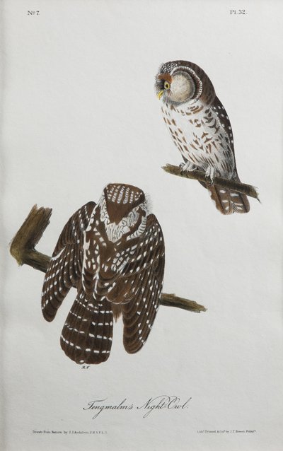 John James Audubon's "Tengmalm's Night Owl" Lithograph: John James Audubon, 1785-1851, "Tengmalm's Night Owl', beautiful hand colored stone lithograph, "Lith. Printed E. Col. By J.T.Bowman, Philad a", Plate 321 first Edition Octavo circa 1839, installment 