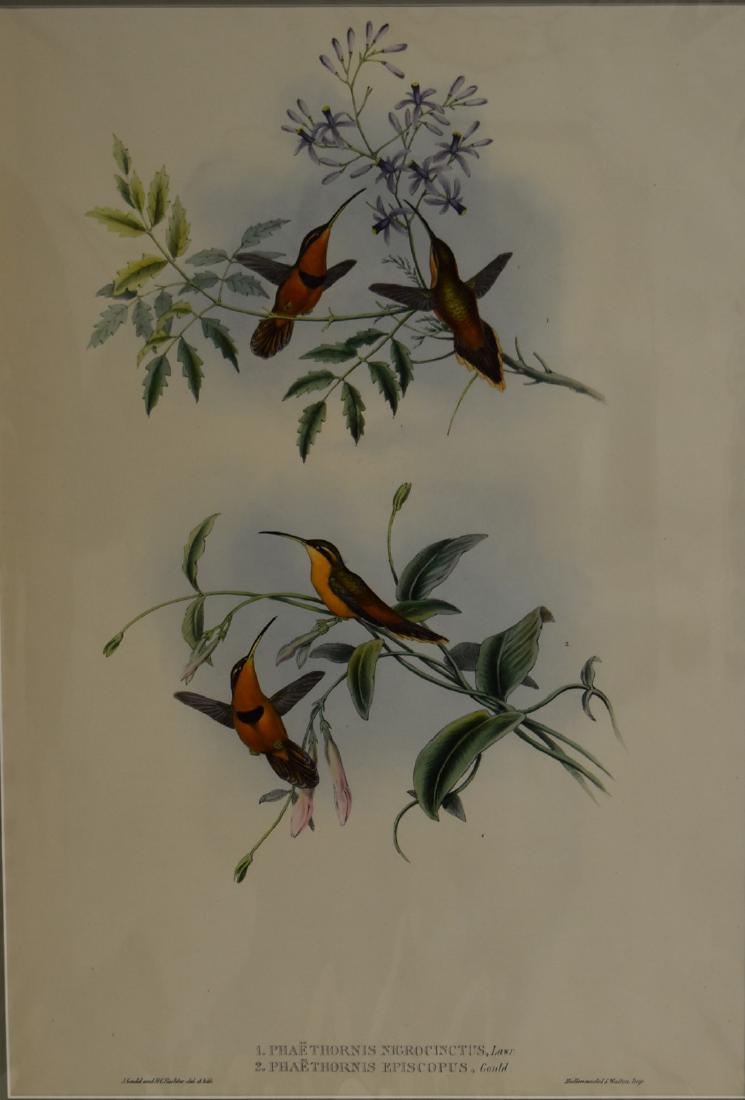 J. Gould Lithograph: Belted Hermit, Bishop Hermit (1 of 5)