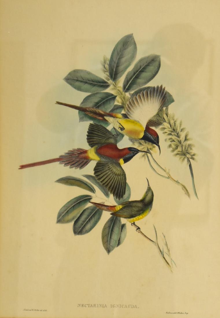 John Gould: Fiery-Tailed Sun Bird (1 of 4)