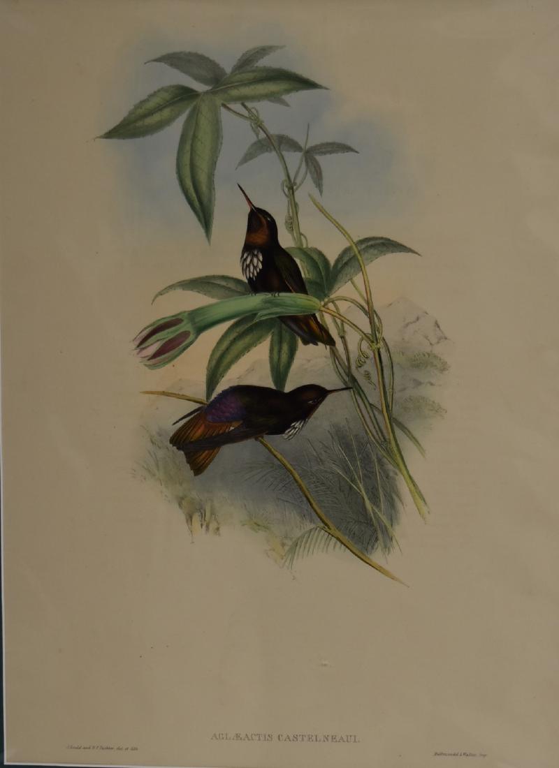 J. Gould Lithograph: Castelnaus Sunbeam (1 of 5)