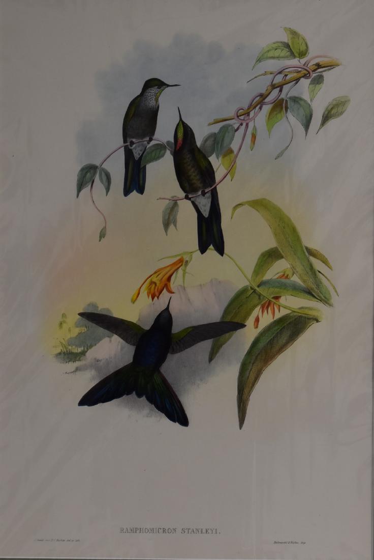 J. Gould Lithograph: Blue-Mantled Thornbill Hummingbird (1 of 4)