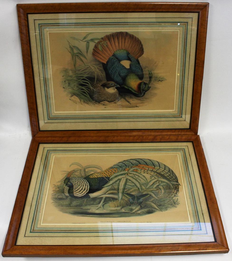 John Gould; Two(2) Original Hand Colored Engravings (1 of 8)