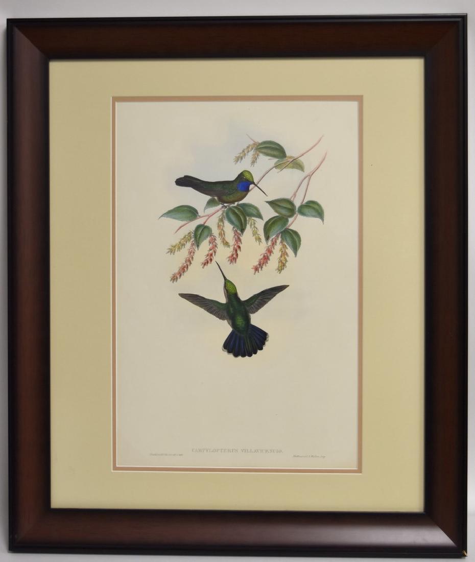 John Gould; Hand Coloured Lithograph (1 of 5)