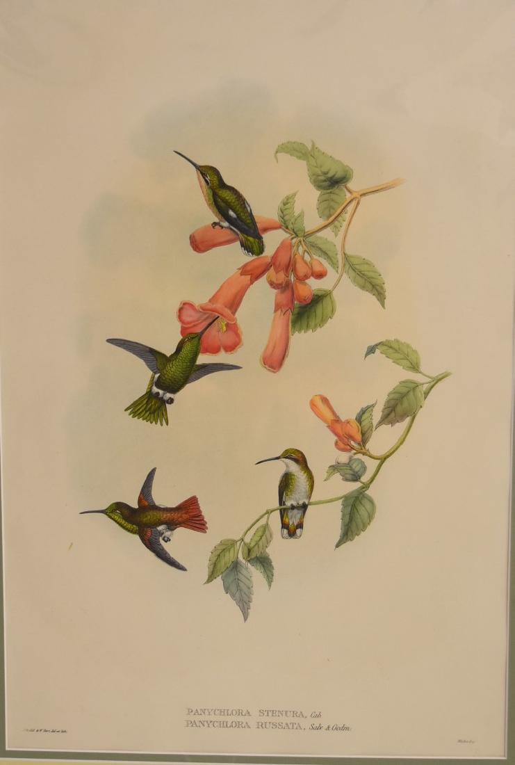John Gould; Hand Colored Lithograph (1 of 4)