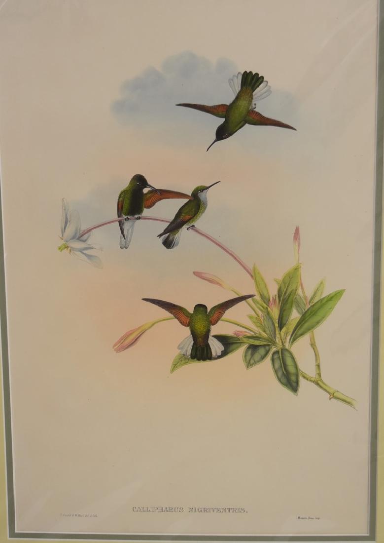 John Gould; Hand Colored Lithograph (1 of 4)