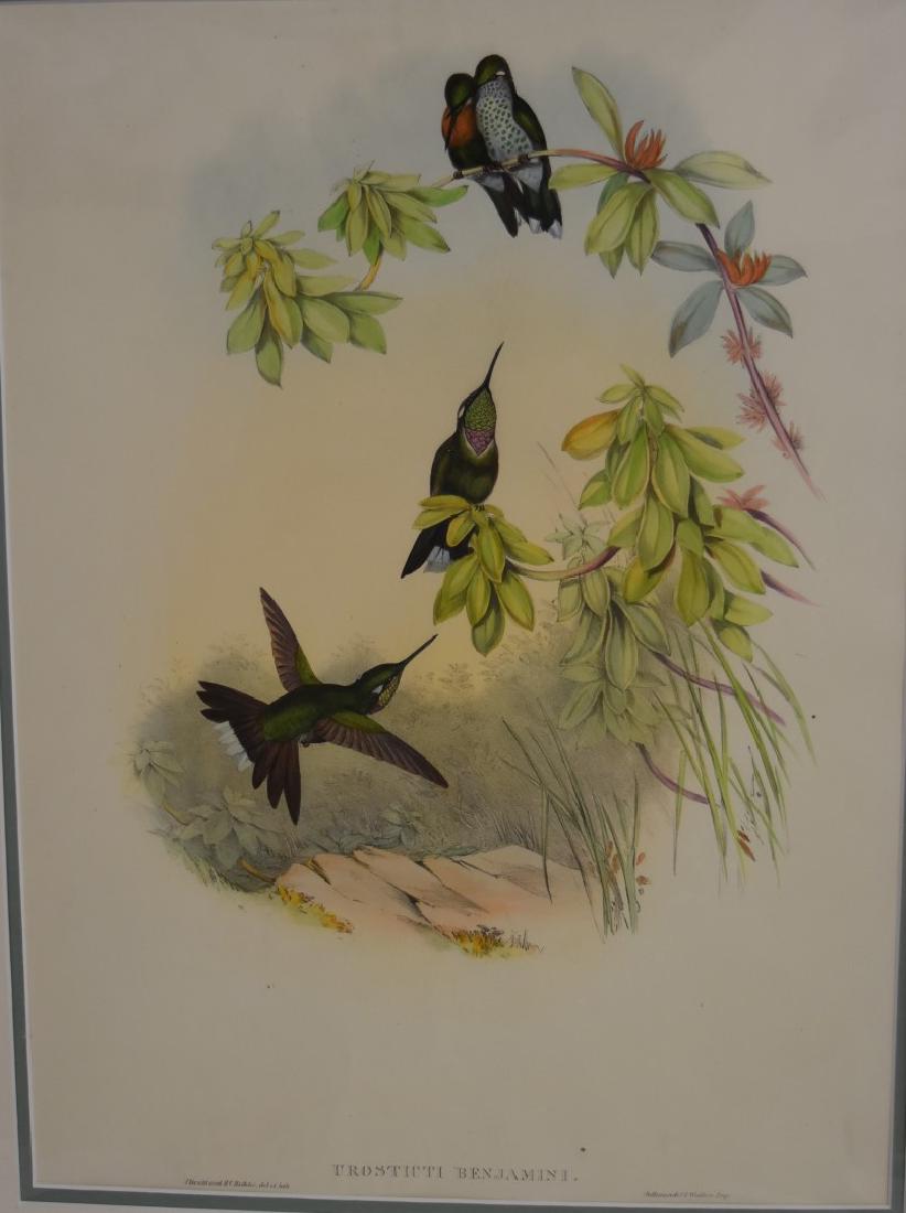 John Gould; Hand Colored Lithograph (1 of 4)
