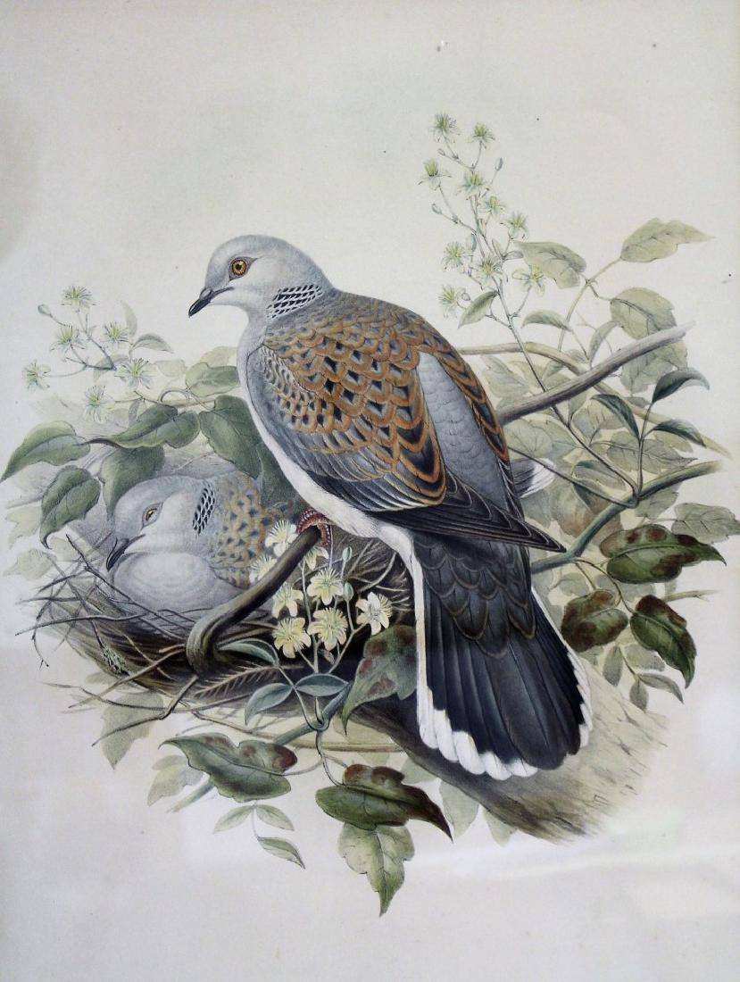 John Gould; Framed Lithograph - Turtle Dove (1 of 7)