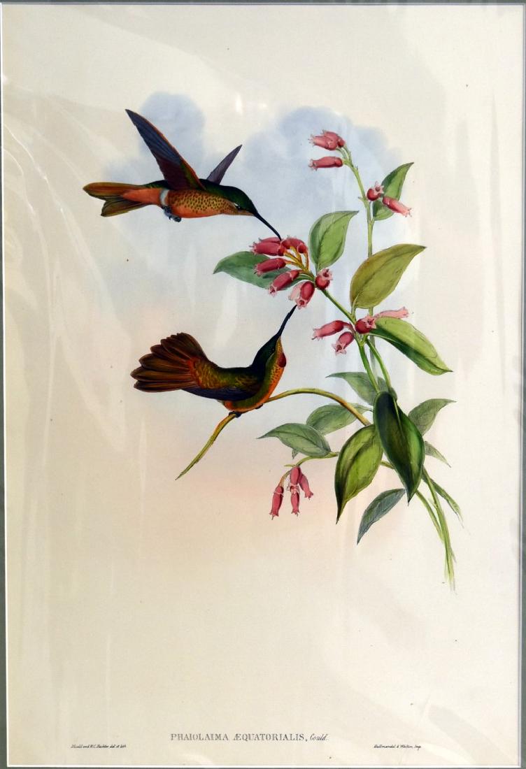 J. Gould Lithograph: Equatoria - Lilac throat: John Gould (1804-1881) Phaiolaima Aequatorialis. Hand colored ornithological lithograph. Lithographers: J. Gould, E. Gould, E. Lear, H.C. Richter, W. Hart. Printed in London: C. Hullmandel or Taylor.