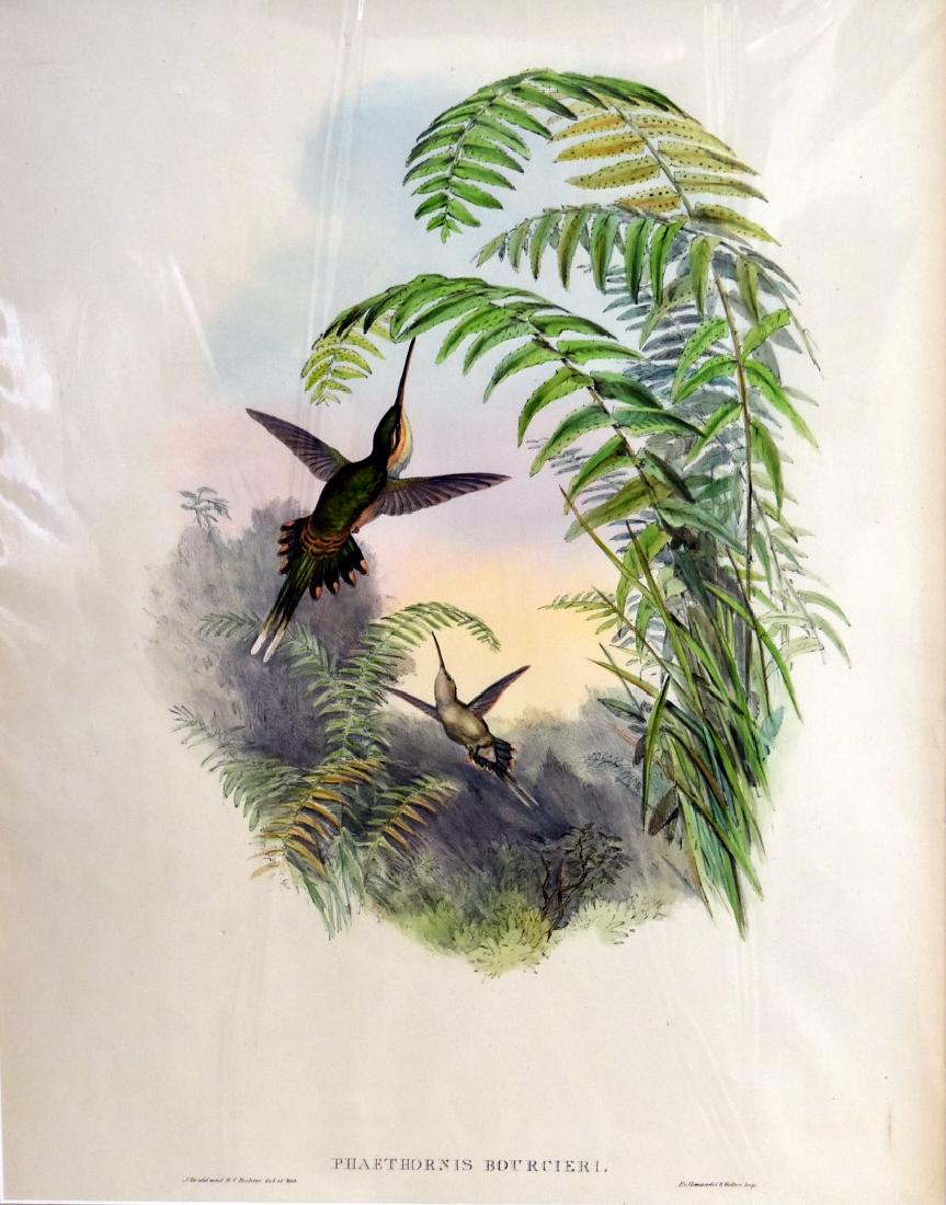 J. Gould Lithograph: Bourciers Hermit (1 of 3)