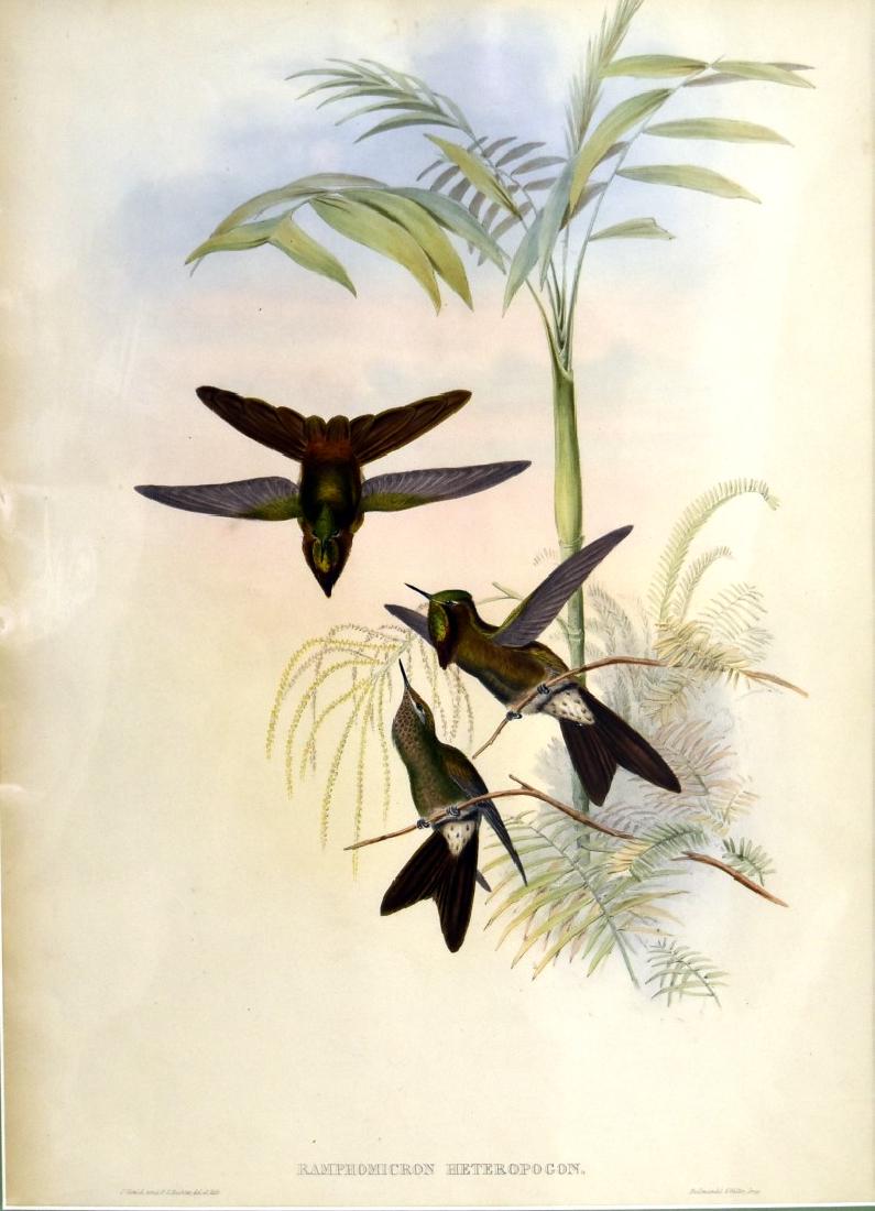 J. Gould Lithograph: Columbain Thorn-Bill: John Gould (1804-1881) Ramphomicron Heteropogon. Hand colored ornithological lithograph. Lithographers: J. Gould, E. Gould, E. Lear, H.C. Richter, W. Hart. Printed in London: C. Hullmandel or Taylor.